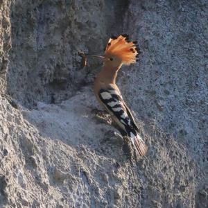Eurasian Hoopoe
