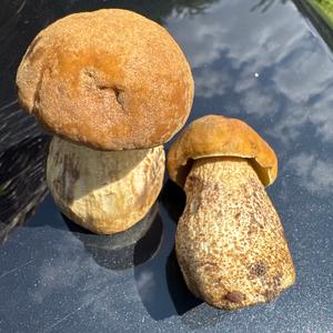 Unknown Species