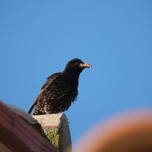 Common Starling