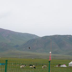 Black Kite