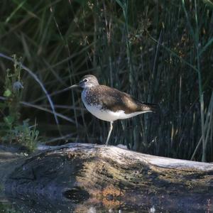 Green Sandpiper