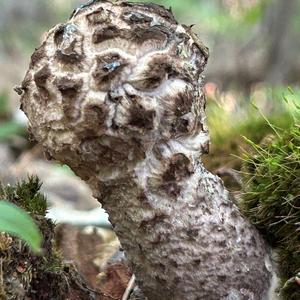 Old Man of the Woods