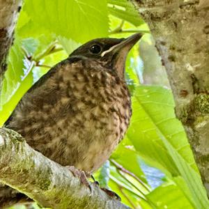 Eurasian Blackbird