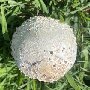 Bleigrauer Bovist