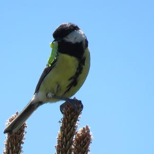 Great Tit