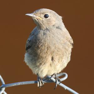 Black Redstart