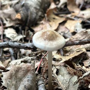 Unknown Species