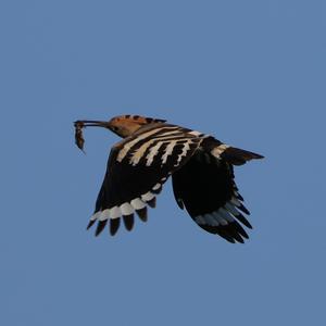 Eurasian Hoopoe