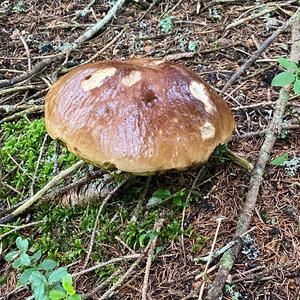 Summer Bolete