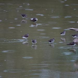 Green Sandpiper