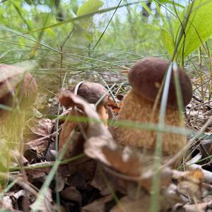 Sommer-Steinpilz