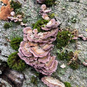 Unknown Species