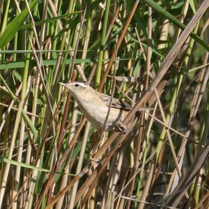 Sedge Warbler