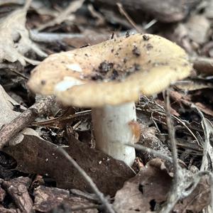Unknown Species