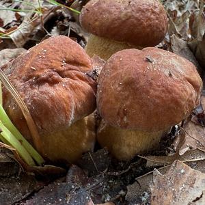 Sommer-Steinpilz