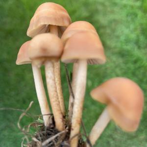 Fairy Ring Mushroom