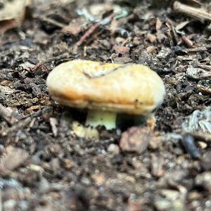 Unknown Species