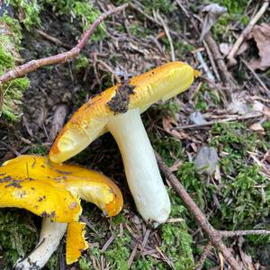 Gold-Täubling