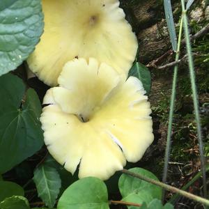 Unknown Species