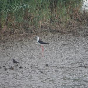 Black-winged Stilt