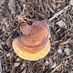Unknown Species