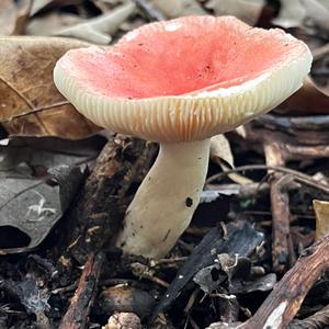 Unknown Species