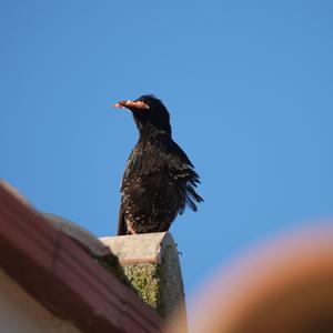 Common Starling
