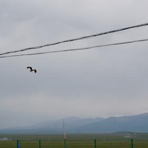 Black Kite
