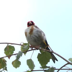 European Goldfinch