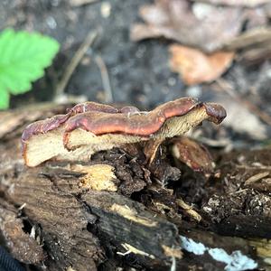 Unknown Species