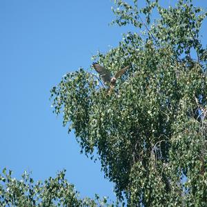 Turmfalke