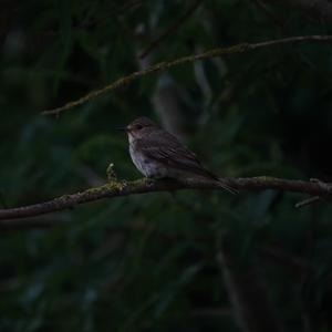 Spotted Flycatcher
