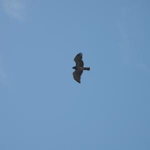 Short-toed Snake-eagle
