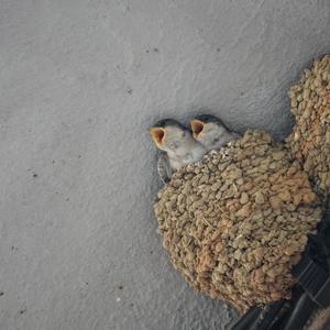Northern House-martin
