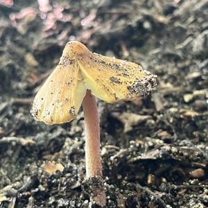 Unknown Species