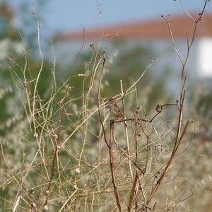 Zitting Cisticola