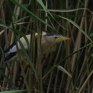 Little Bittern