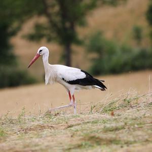 White Stork