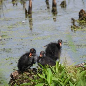 Common Moorhen
