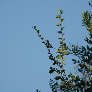 Melodious Warbler