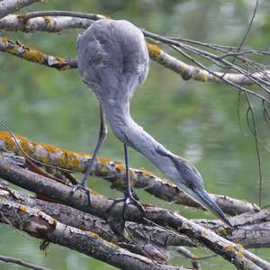 Grey Heron