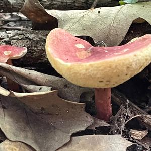 Unknown Species