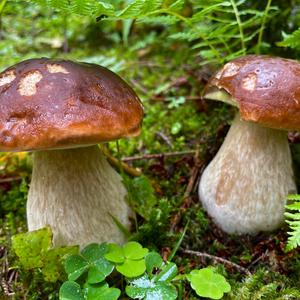 Sommer-Steinpilz