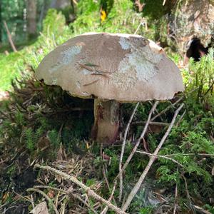 Scarlet-stemmed Bolete