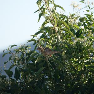 Corn Bunting