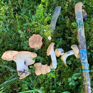 Semmelstoppelpilz