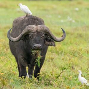 Cattle Egret