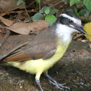 Unknown Species