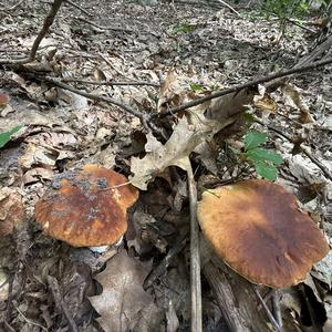 Sommer-Steinpilz