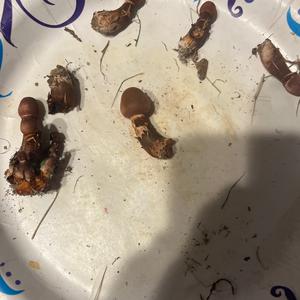 Unknown Species